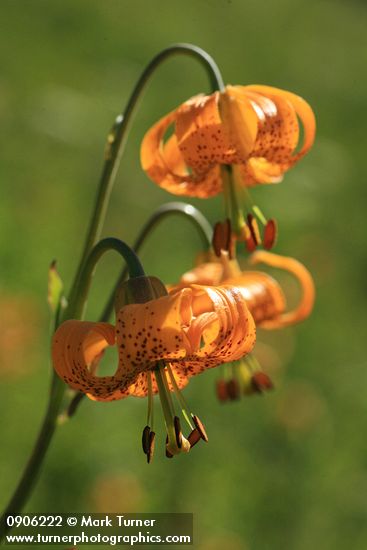 Lilium columbianum