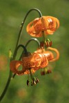 Columbia Lily blossoms detail