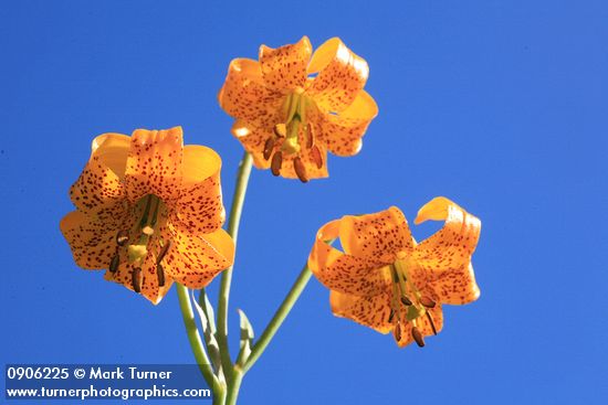 Lilium columbianum