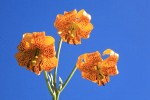 Columbia Lily blossoms against blue sky