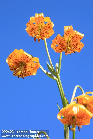 Lilium columbianum