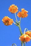 Columbia Lily blossoms against blue sky