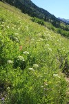 Gray's Lovage in subalpine meadow