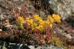 Lanceleaf Stonecrop