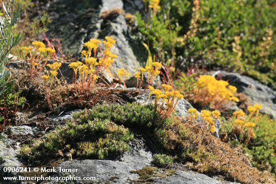 Sedum lanceolatum