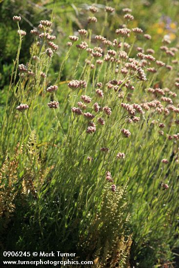 Antennaria rosea