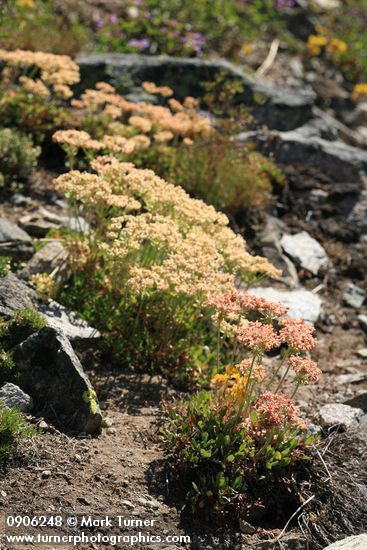 Eriogonum umbellatum