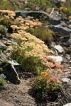 Sulphur-flower Buckwheat