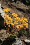 Lanceleaf Stonecrop