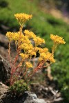 Lanceleaf Stonecrop