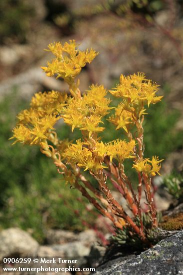 Sedum lanceolatum