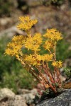 Lanceleaf Stonecrop