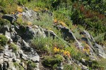 Lanceleaf Stonecrop, Gray Sagewort in natural rock garden