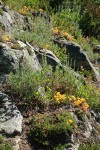 Lanceleaf Stonecrop, Gray Sagewort in natural rock garden