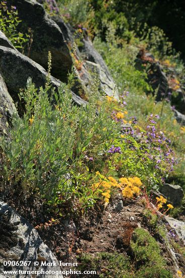 Sedum lanceolatum; Artemisia ludoviciana; Penstemon serrulatus