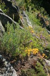 Lanceleaf Stonecrop, Gray Sagewort, Cascades Penstemon in natural rock garden