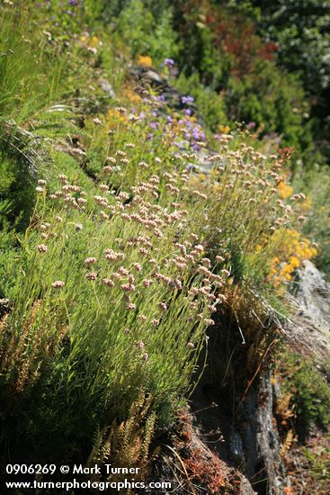 Antennaria rosea