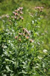 Engelmann's Aster