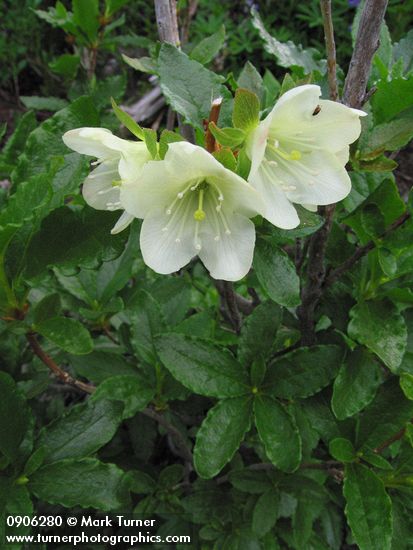 Rhododendron albiflorum