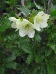 White Rhododendron blossoms & foliage detail