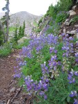 Broadleaf Lupines along trail w/ glacial moraine bkgnd