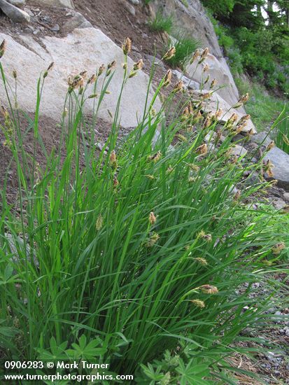 Carex spectabilis