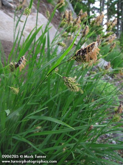 Carex spectabilis