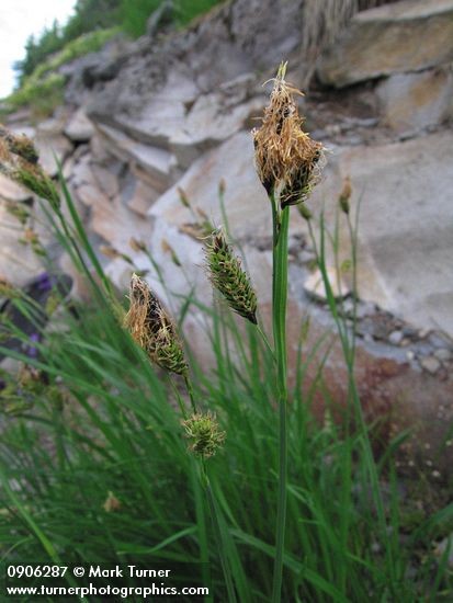 Carex spectabilis