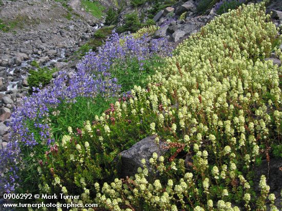 Luetkea pectinata; Lupinus latifolius