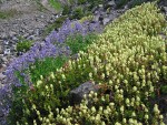 Partridgefoot & Broadleaf Lupines on talus slope