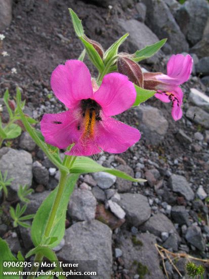 Erythranthe lewisii