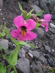 Lewis's Monkeyflower blossom detail