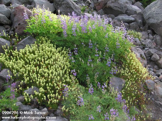 Luetkea pectinata; Lupinus latifolius