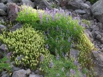 Partridgefoot & Broadleaf Lupines on talus slope