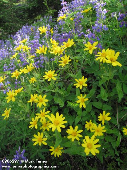 Arnica latifolia; Lupinus latifolius