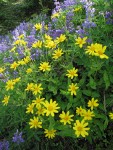 Mountain Arnica & Broadleaf Lupines