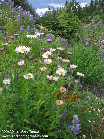 Erigeron peregrinus; Lupinus latifolius