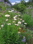 Subalpine Daisies & Broadleaf Lupines