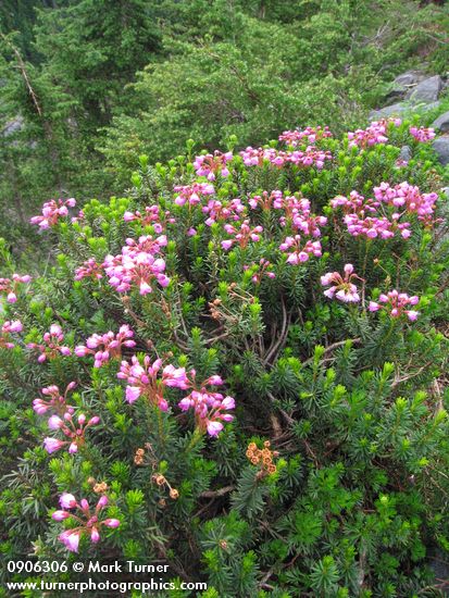 Phyllodoce empetriformis; Tsuga mertensiana