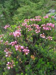 Pink Mountain-heather w/ young Mountain Hemlocks
