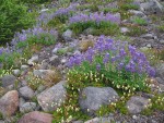 Partridgefoot & Broadleaf Lupines on glacial moraine