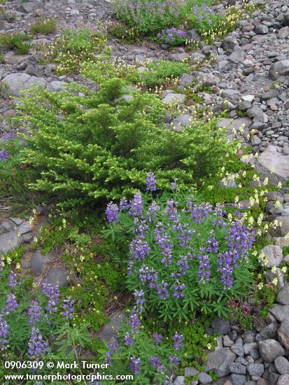 Lupinus latifolius; Luetkea pectinata; Tsuga mertensiana