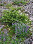 Broadleaf Lupines, Partridgefoot, Mountain Hemlock on glacial moraine