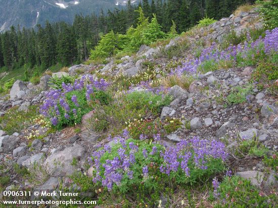 Lupinus latifolius; Luetkea pectinata; Tsuga mertensiana