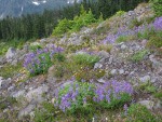 Broadleaf Lupines, Partridgefoot, Mountain Hemlocks on glacial moraine