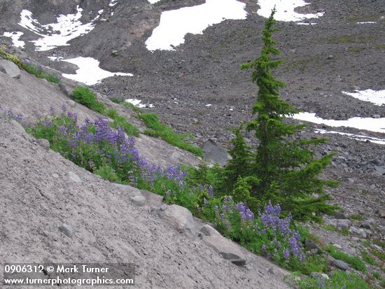 Lupinus latifolius; Tsuga mertensiana