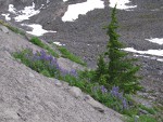 Broadleaf Lupines, Mountain Hemlock on glacial moraine