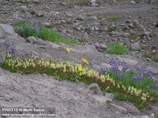 Luetkea pectinata; Lupinus latifolius; Arnica latifolia