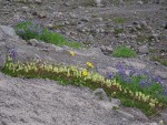 Partridgefoot, Broadleaf Lupines, Mountain Arnica on glacial moraine