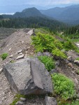 Young Mountain Hemlock on glacial moraine